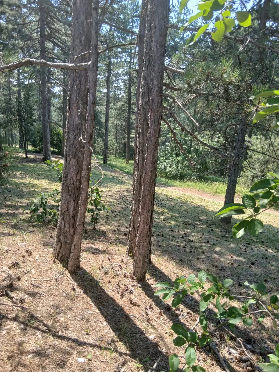 Poljoprivredni plac 3000 m², Šabac, fotografija 1