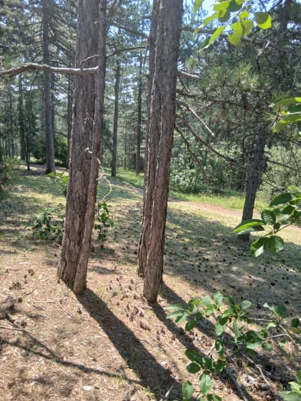 Poljoprivredni plac 3000 m², Šabac